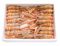Scampi Interi Poli 11/15 Scozia Kg.1,5